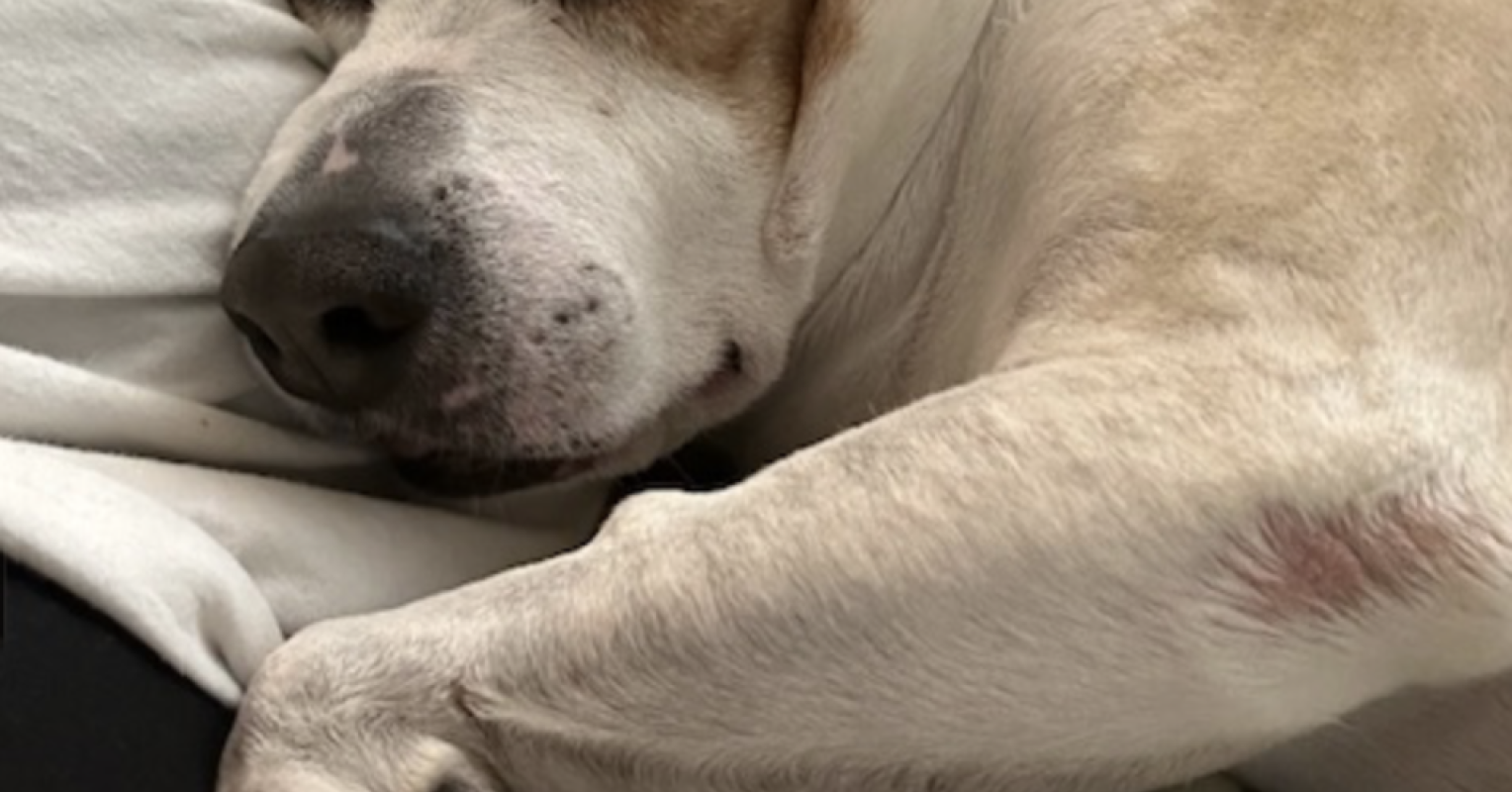 My Rescue Dog May Have Night Terrors Psychology Today